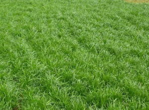 多年生黑麦草的适应性