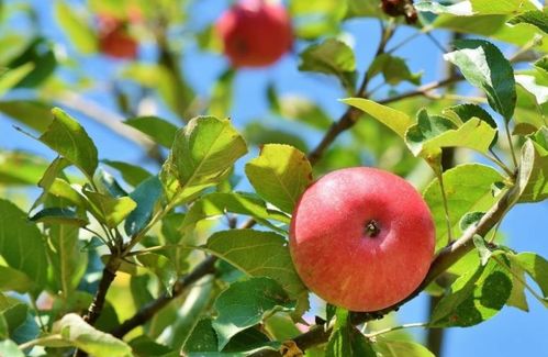 代森锰锌和多菌灵，哪种杀菌剂对防治花卉病害效果更佳？