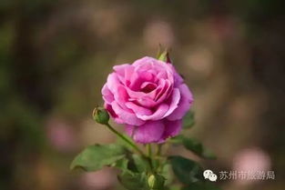 叶子与枝干的差异