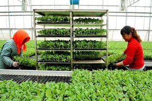 种苗繁殖：玫瑰