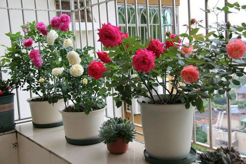 病虫害防治， 保障花朵健康