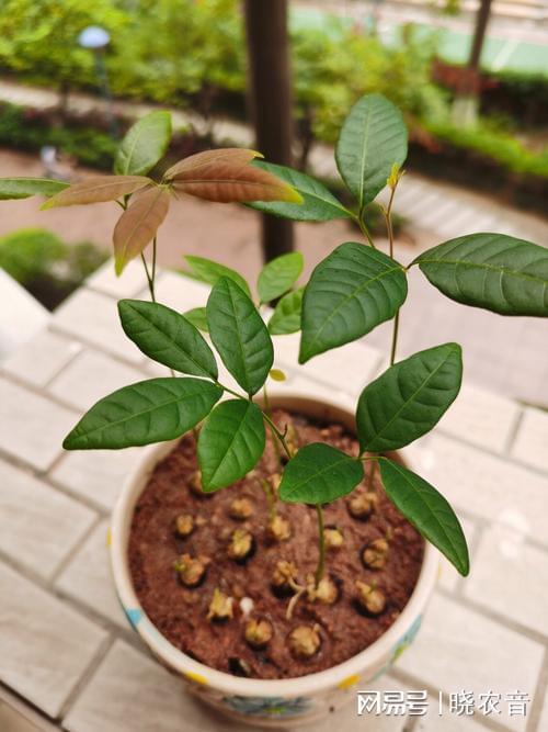 盆栽龙眼怎么种才能结果？