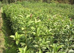 严格意义上说 绿化苗木栽植是季节性技术活