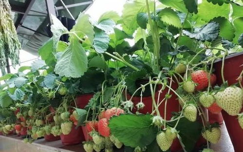 草莓花期管理，关键问题大揭秘！