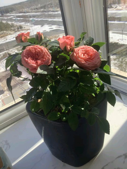 买到了激素月季不要慌， 教你开爆盆的步骤