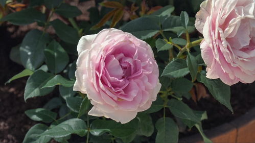 北方的温度， 月季花的考验