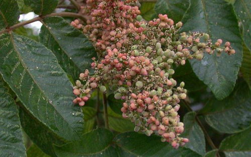 种子出芽率如何