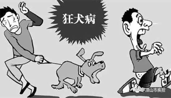 伪狂犬病主要通过什么途径传染？与狂犬病有何区别？