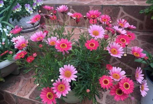 扦插，还是播种？非洲菊的繁殖选择