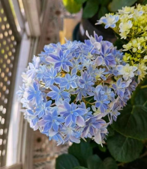 紫罗兰：小清新，我来了