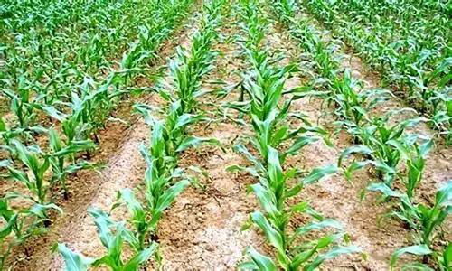 玉米喷施农药的量到底该多少呢？