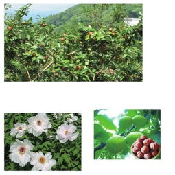 高山生态修复的挑战与希望