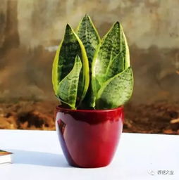 虎皮兰根烂了还能救活吗