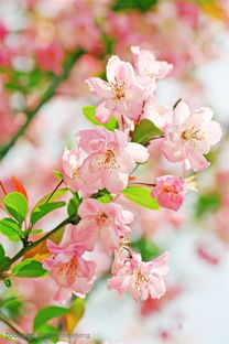 海棠花品种解析：探寻蕞美叶子与花朵