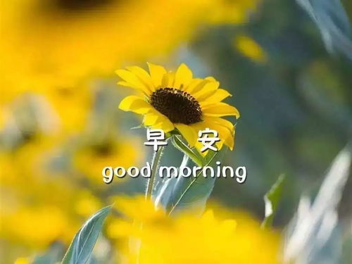 秋天花卉传递温暖寄托，哪种花语最适合表达我对远方朋友的思念之情