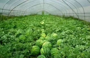 西瓜视频：五月份种菜攻略