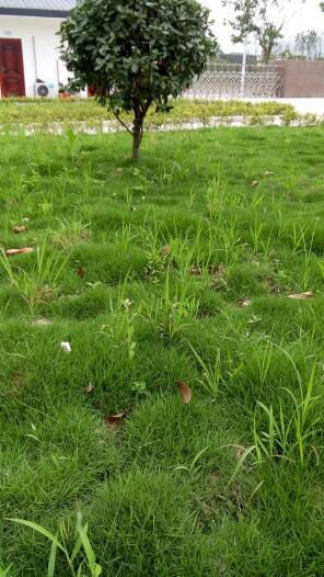 除草剂那些事儿