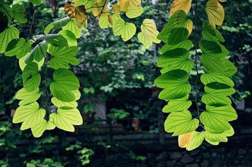 揭秘锦晃星叶子变色之谜：如何让叶片保持鲜亮？