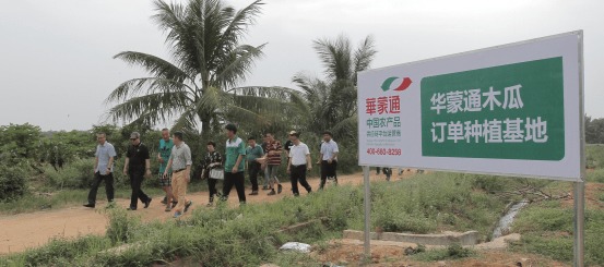 江永茶油苗场：贵港茶油基地，品质卓越，服务至上！