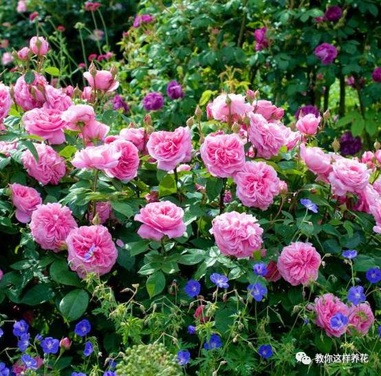 古代水手月季与凯尔姆斯科特月季，花色差异大揭秘！