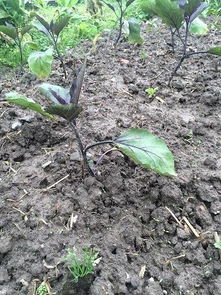 莲藕和荸荠，水中生长的纯净之选