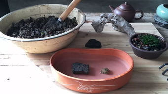 菖蒲配石， 工具材料大揭秘