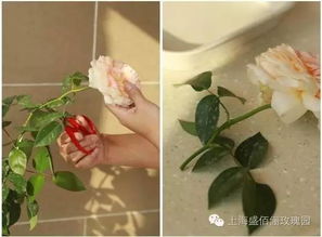 观赏价值：花中贵族的独特魅力