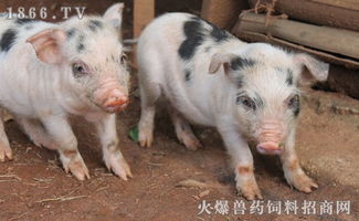 福建省上杭县生猪价格近期波动大，请问是什么原因导致当前生猪价格如此不稳定？
