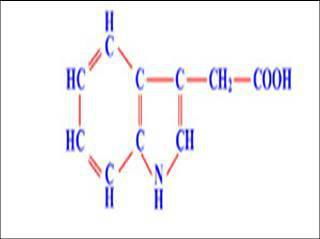 植物激素大家庭