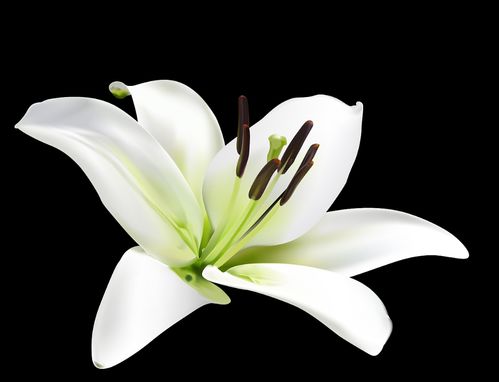 百合花水饮：健康养生新选择，小红书热门话题！