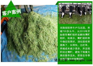 青贮饲料配方中，玉米秸秆和玉米青贮各占多少比例最适宜？