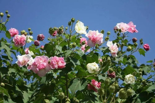 品种因素：时间的魔法