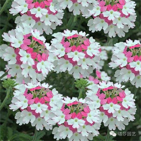 施肥日历， 中草花的营养秘诀