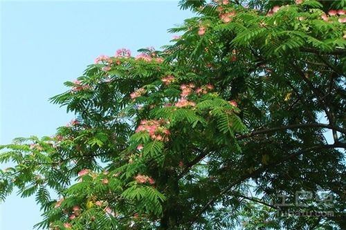 啥植物适合这山里