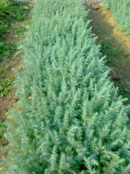 雪松种子播种时间：