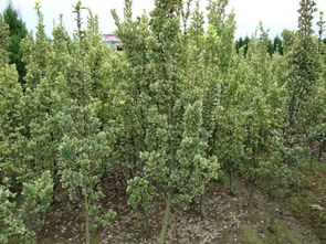 土壤与气候的影响