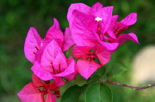 环境湿度管理，三角梅开花梗美丽