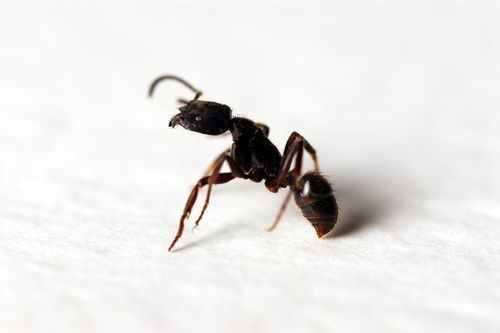 快速消灭家中蚂蚁？最有效的方法是什么