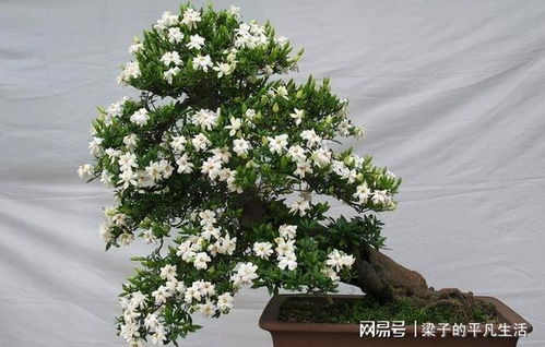 小叶栀子花盆景养护，教你打造美丽盆栽
