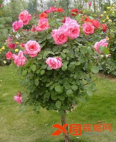 树状月季：高度适中，观赏价值高