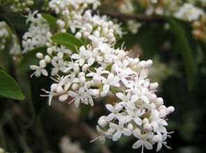 居家种植有毒又妖艳的花，风险你了解多少？