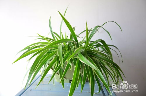 施肥也要适时吊兰才嫩长得壮壮的