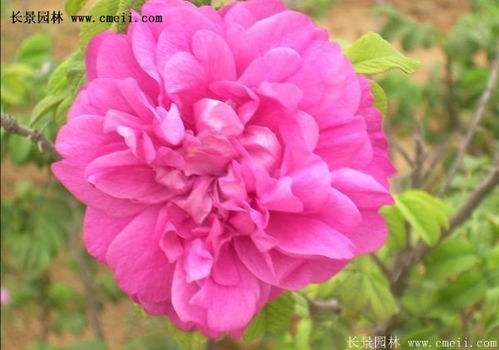 玫瑰花耐寒极限是多少？