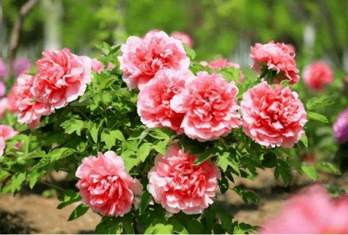 公园里的花开花落，藏着怎样的秘密？