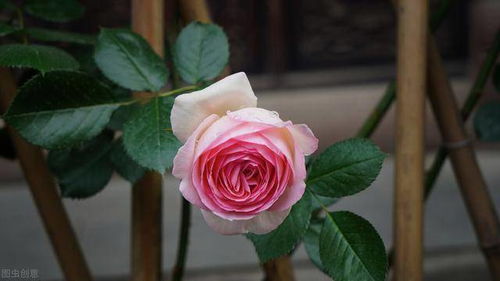 巴尔扎克的荣耀：古典与时尚的完美结合