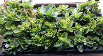 槟榔神奇功效，花卉市场新宠