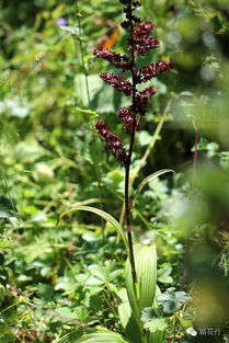 适应环境的智慧：高原植物的生存之道