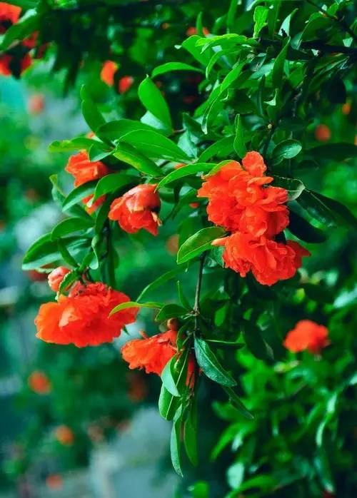石榴花开果熟两季美，最佳观赏期！