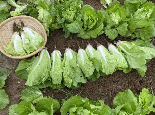 谷雨过后 种植正当时