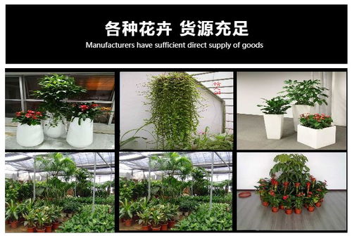 家庭园艺养护的秘诀